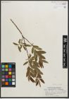 Foto von Salix myrtillifolia Anderson